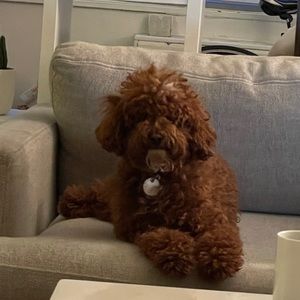 Meet your Posher, Yenisse